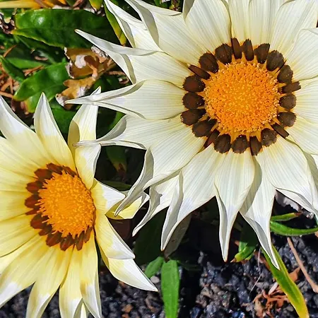 House Casa Mariposa In ヴィラ