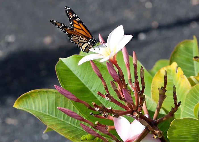 House Casa Mariposa In ヴィラ *