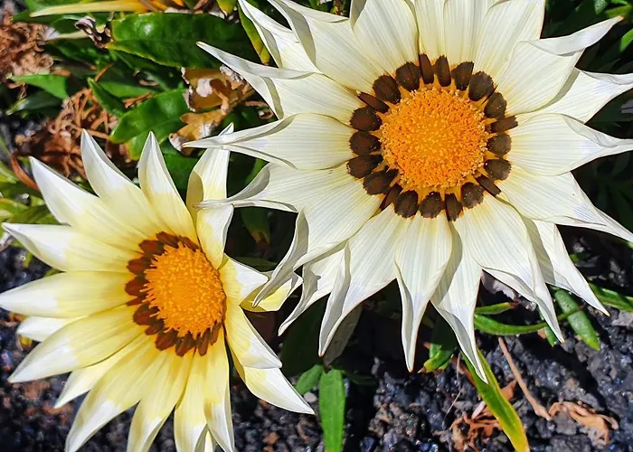 House Casa Mariposa In Villa