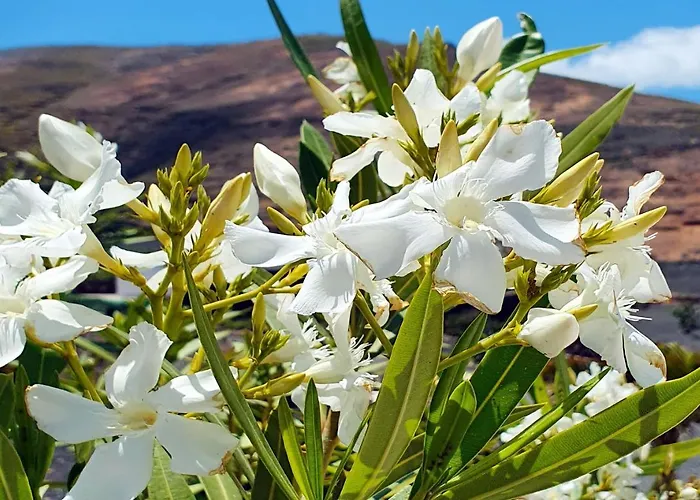House Casa Mariposa In