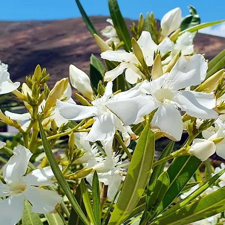 House Casa Mariposa In